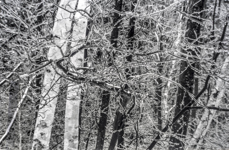 暴风雪后美国东北部的森林图片