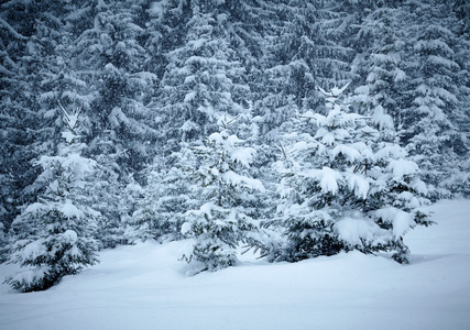 大雪覆盖冷杉