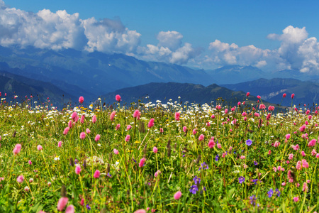 高山草甸与野花