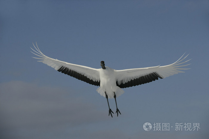 丹顶鹤 日本鹤 丹顶鹤