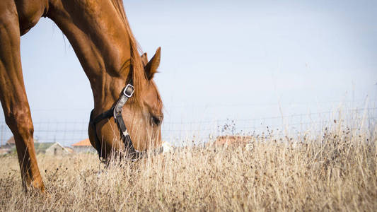 褐色的马在干燥的草地上安详地放牧。复制可用空间