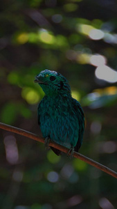 绿色的宽嘴也被称为较小的绿色宽嘴, 是宽嘴家族中的一只小鸟, 可以用它充满活力的绿色羽毛来识别