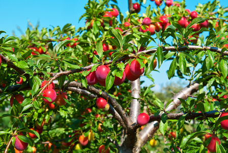 优秀事迹图片-优秀事迹素材-优秀事迹插画-摄图新视界