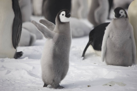南极皇帝企鹅喂小鸡特写
