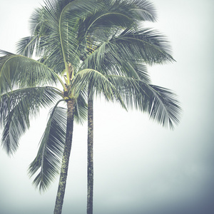 美国夏威夷椰子棕榈
