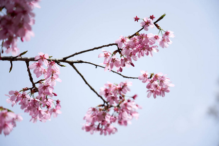 韩国唐津樱花花