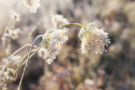 霜在草地上干草。霜冻覆盖草或野花。秋季乡村草地第一霜。多彩的背景