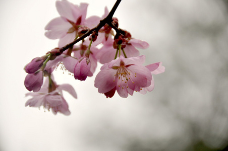 樱花树花