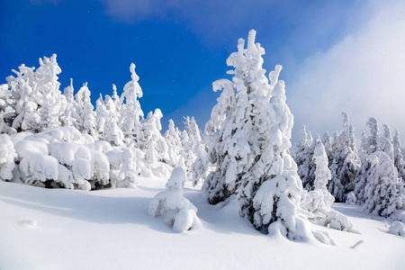 远高山区覆盖着白雪站几青翠的树木，在神奇的雪花在原野上一个美丽的冬天