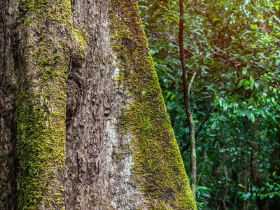 粉饰树寄生虫图片