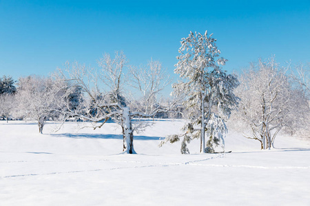 冬季自然景观, 雪后的白色树木