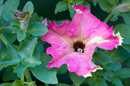 星状空心菜花