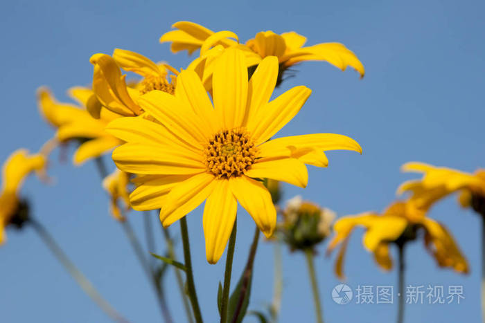 黄色的寂寞美丽的花朵在田野里 晴朗的夏日和蓝天 干草和花照片 正版商用图片0ana8m 摄图新视界