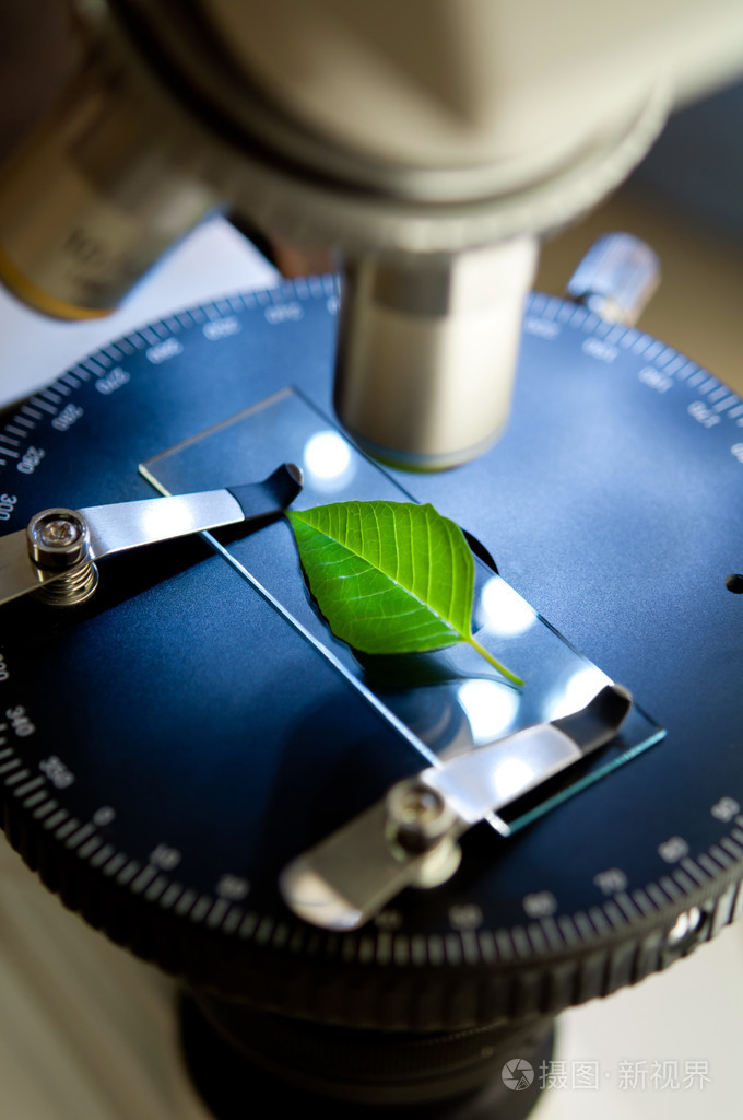 叶用显微镜的观察