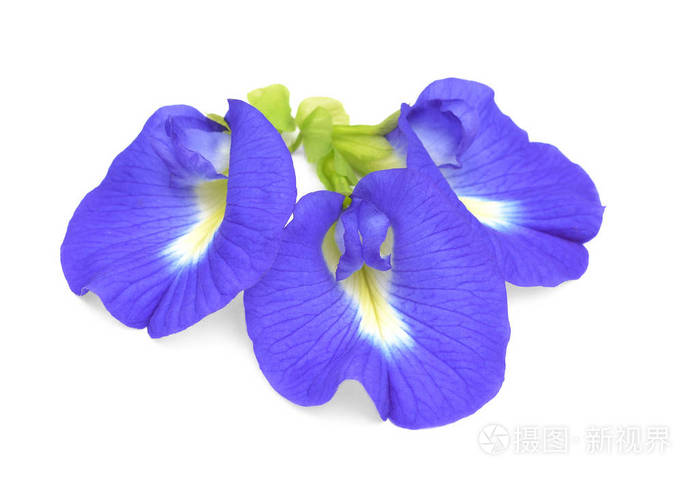 在白色背景上的青柠檬照片 正版商用图片0anarq 摄图新视界 在白色背景上的青柠檬照片 正版商用图片0anarq 摄图新视界