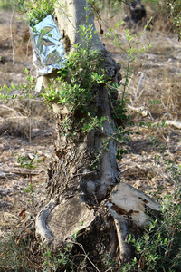 在以色列北部的老橄榄园嫁接树木
