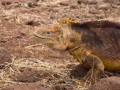 土地鬣蜥的画像, Conolophus subcristatus, 北西摩, 加拉帕戈斯群岛, 厄瓜多尔