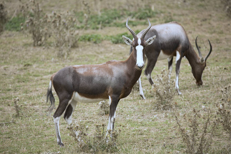 白面 草食动物 动物 哺乳动物 羚羊 美丽 公园 野生动物