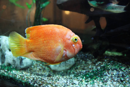 一条大橘子鱼在水族馆游泳