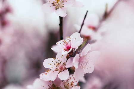 在模糊的花背景上开花杏树