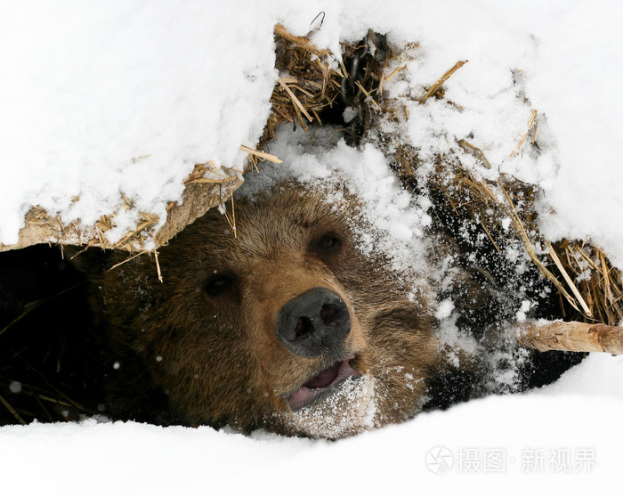 熊看起来雪窝