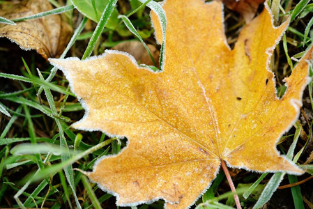 冷冻秋天自然关闭颜色满红色, 绿色, 黄色的叶子