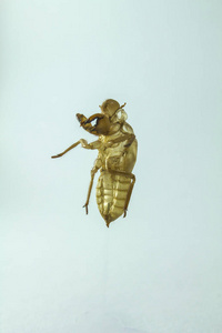白色背景的 cicada 壳