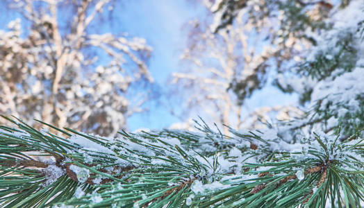 冬季背景与松树树枝覆盖雪