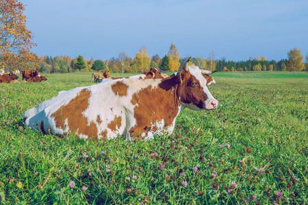 城市 Korneti, 拉脱维亚。奶牛和草地, 秋季和晴朗的一天。旅行自然照片2018