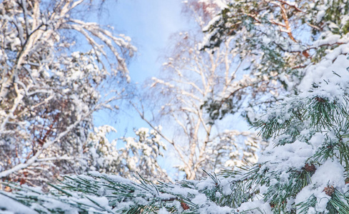 冬季背景与松树树枝覆盖雪