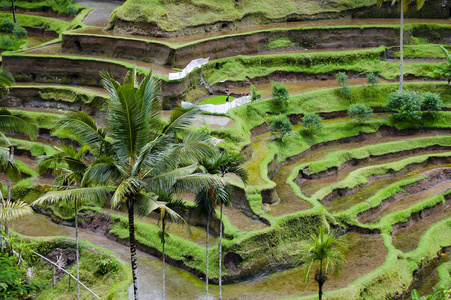 Tegalalang 水稻梯田巴厘岛印度尼西亚