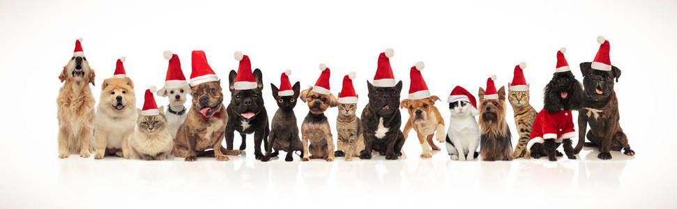 许多可爱的宠物不同品种穿着圣诞老人的帽子, 而站在和坐在白色的背景