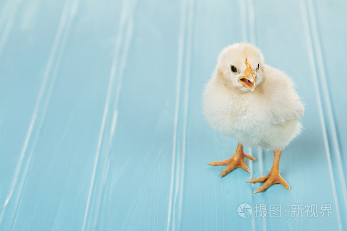 一只小鸡唧唧在蓝色的背景
