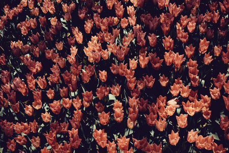盛开的五颜六色的郁金香花在花园作为花卉背景