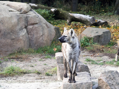 斑点鬣狗, crocuta crocuta 观察高石的周围环境