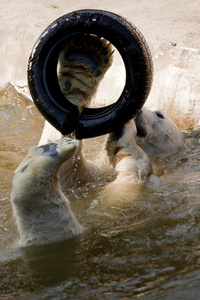 北极熊在水中玩