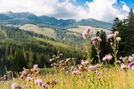 风景与花草甸在山