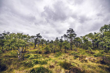 草地和野花的荒野景观与树木在多云天气的苔藓