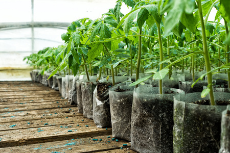 小番茄移栽温室里的植物