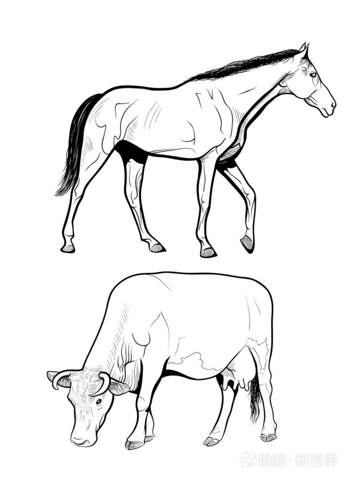 马和牛