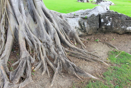 无花果果实多大图片