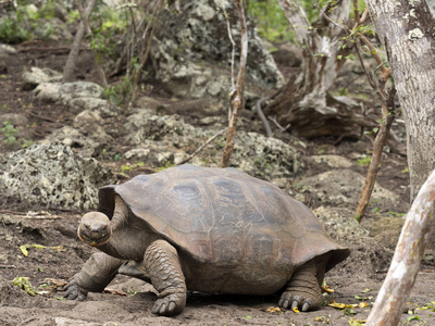 加拉帕戈斯群岛巨型龟, Chelonoidis chathamensis 中心的石质地形, de Crianza 德 Tortu