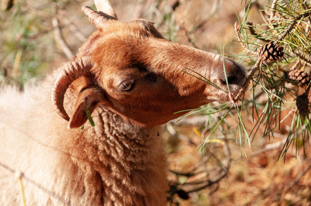 在德伦放牧海瑟羊照片
