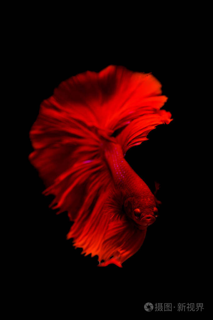 红色暹罗格斗鱼, 在黑色后台查出的斗鱼鱼类照片-正版商用图片0anrqz