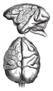 这张图片代表猴子的大脑显示电刺激复古线图或雕刻插图的效果