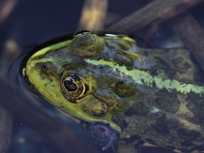 沼泽蛙Pelophylax Ridibundus