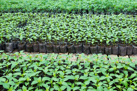 小辣椒移栽温室里的植物