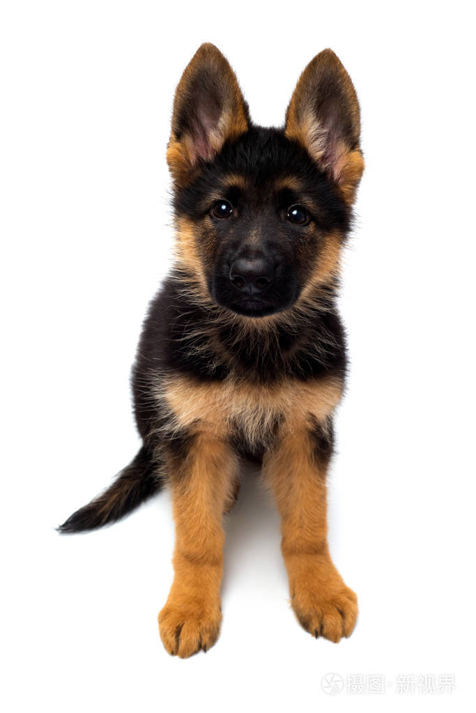 一只美丽的小狗是德国牧羊犬被隔离在白色的背景上棕色和黑色毛茸茸的