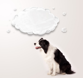 可爱的边境牧羊犬与空云图片