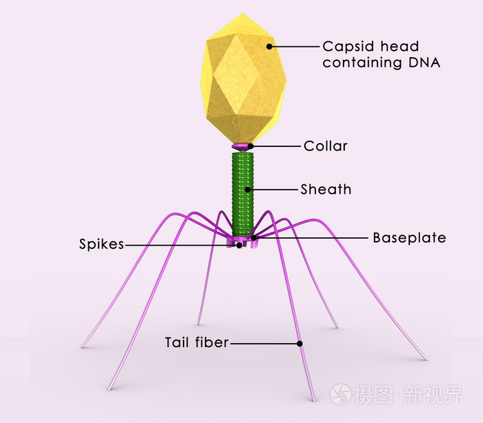 噬菌体 示意图图片
